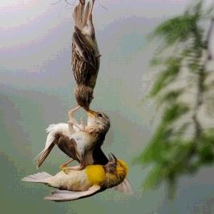 云舞飞扬