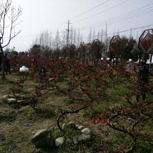 i9800916