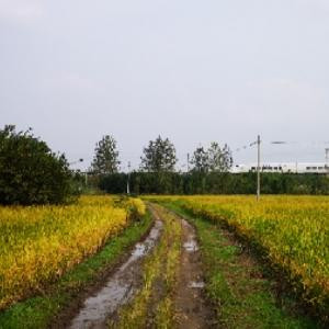 楚行风