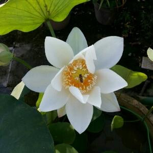 轻舞飞扬