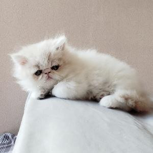 睡不着的猫