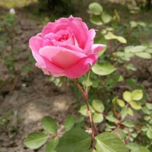 幸福鉽蕗過