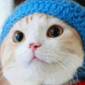 枯叶蝶