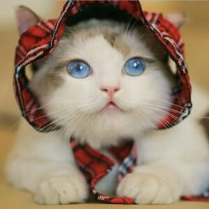 作业多的写不完