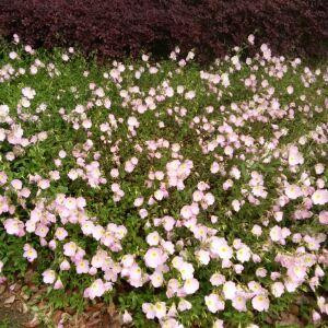  半世 琉璃ザ倾城殇