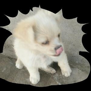 隶书