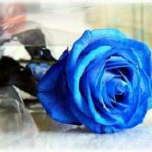 哭泣的蓝玫瑰