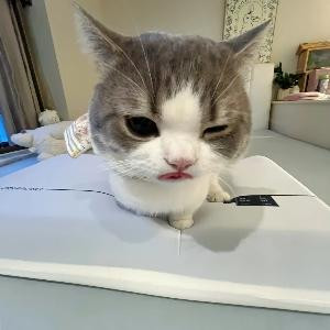 嘟嘟猫