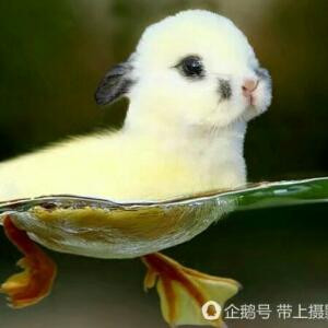 兔白白