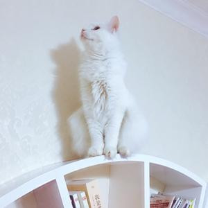 摇摆的猫尾巴