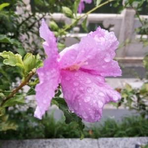 迷糊过客