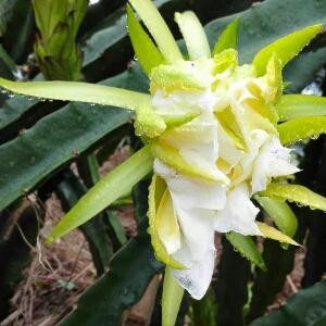 小鱼江雨