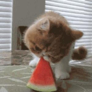 黄淼淼