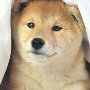 浴血书虫