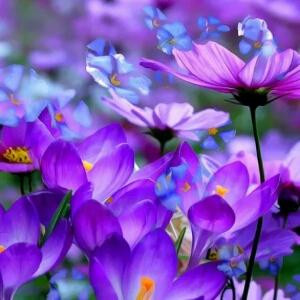 美丽绽芳
