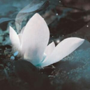 樱花落