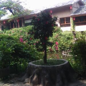 芍药