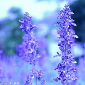 熏衣草之星