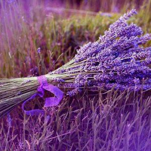 薰衣草之恋
