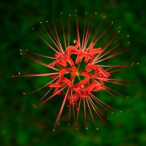 彼岸花暗歾