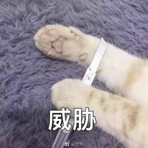 婧哥