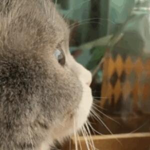 猫儿