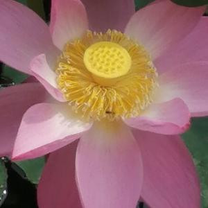 澄