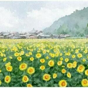 君子兰