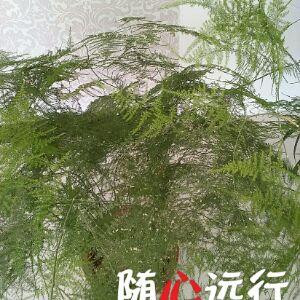 君子兰