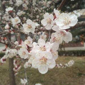 香草