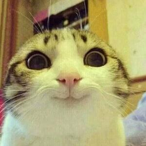 守护太阳的星星