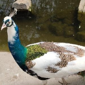 苏远清容貌