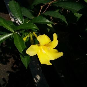 老A