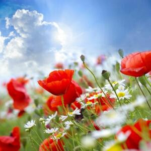 单恋蓝天的孩纸