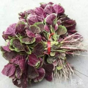 七彩虹