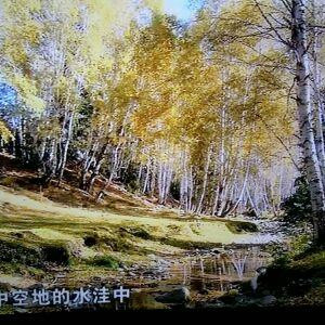 迟寒露雪