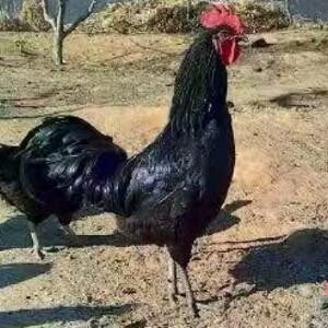 都尼玛死人