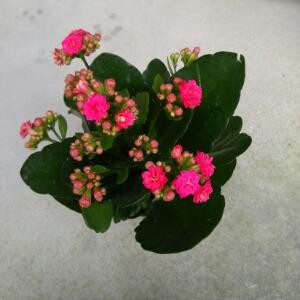 陌上花开