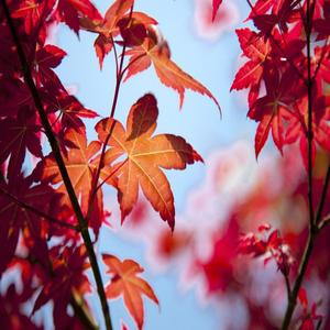 风雨打尽红墙和绿瓦丶