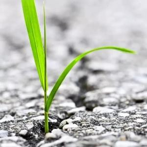 爱打洞的土拨鼠