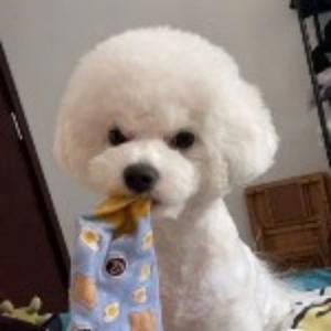贝儿
