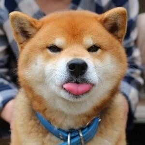 DogeDoge