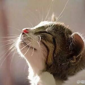 介意