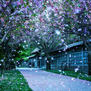 紫雨漓