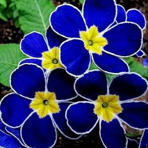 小花