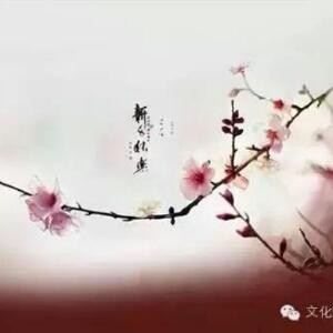 汀婴粟