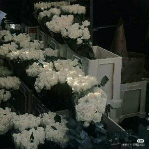 阿弥陀佛么么哒