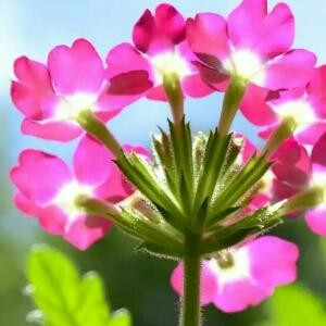 淡淡