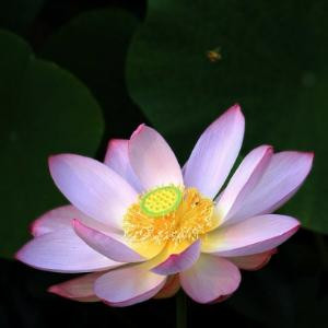 关爱君