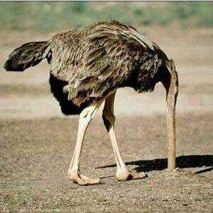 叶子的阳光